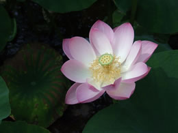 Lotus
