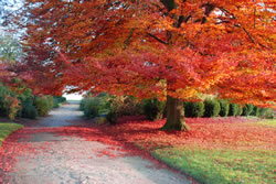 single tree